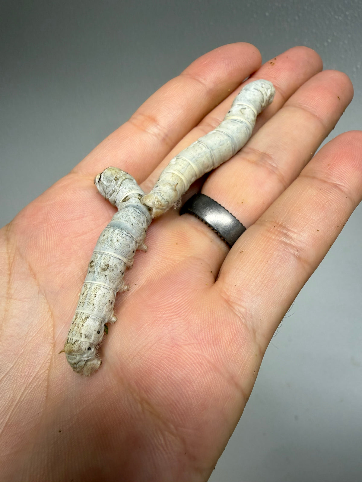 Large Silkworms
