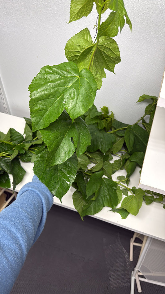 Fresh Mulberry Leaves