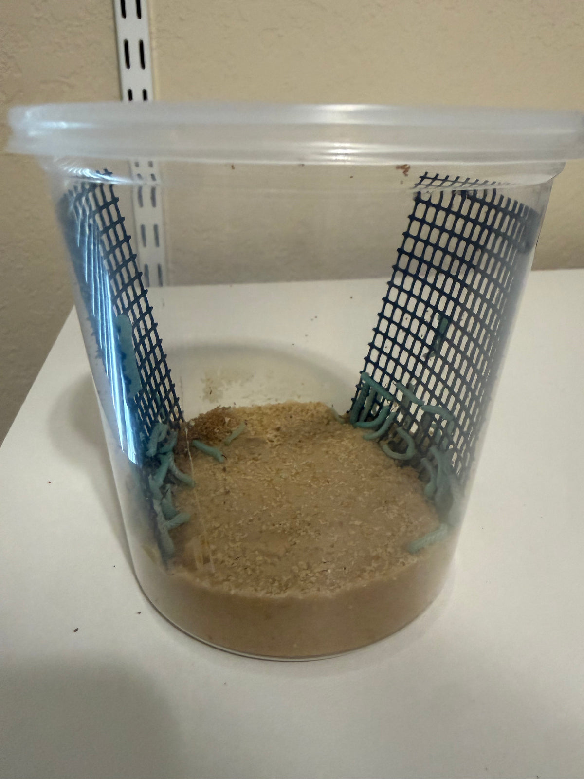Hornworms