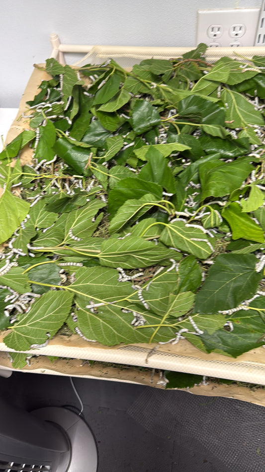 Fresh Mulberry Leaves