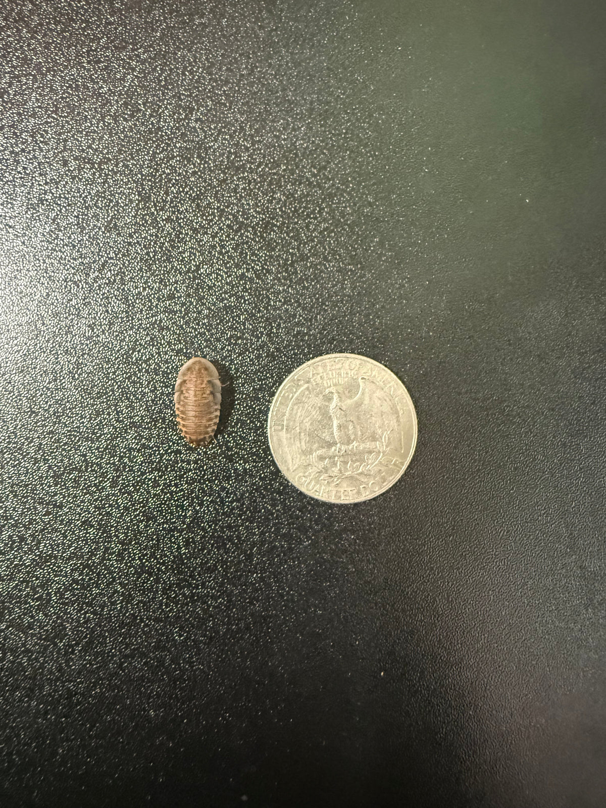Small Dubia Roaches