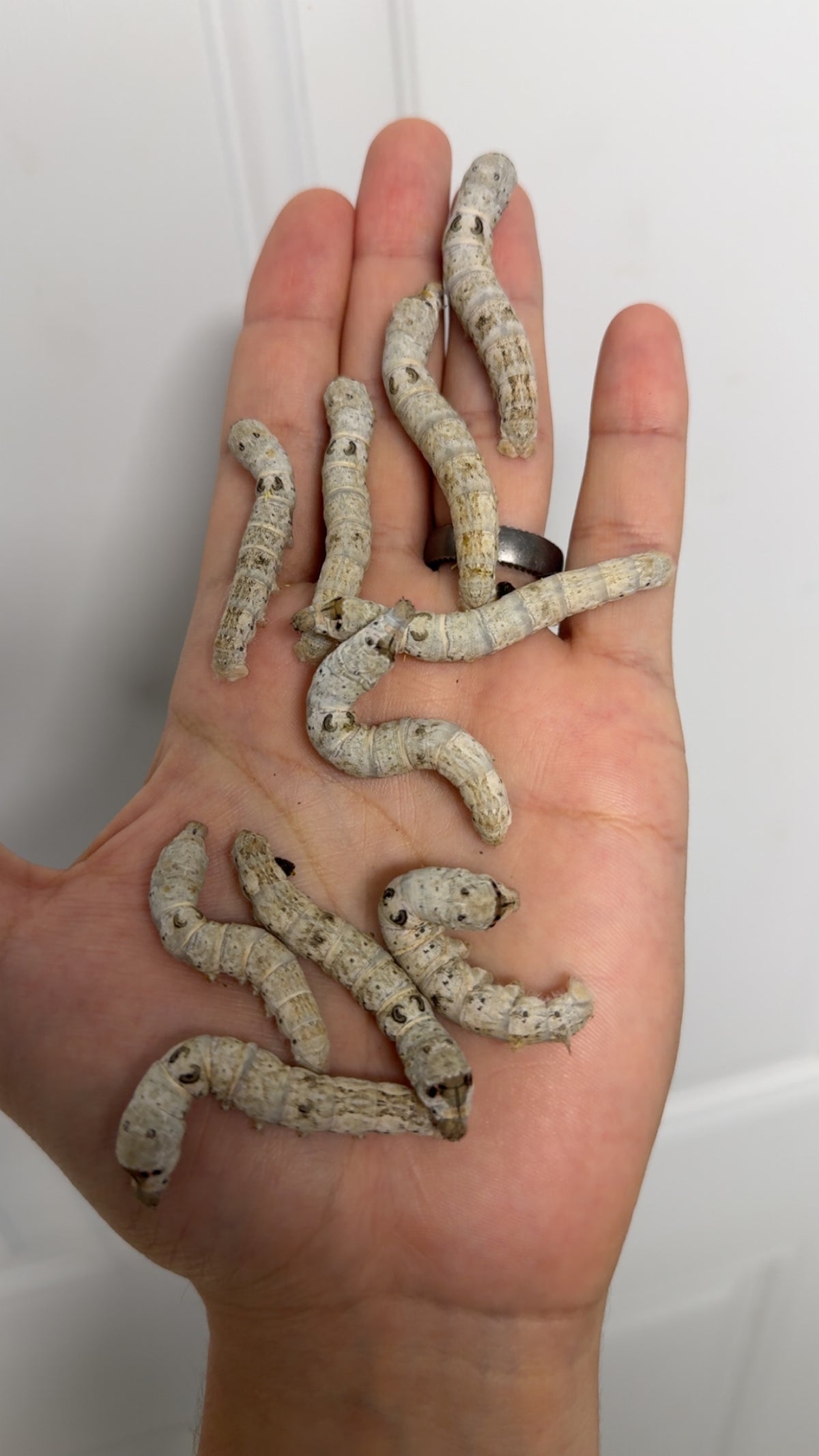 Large Silkworms