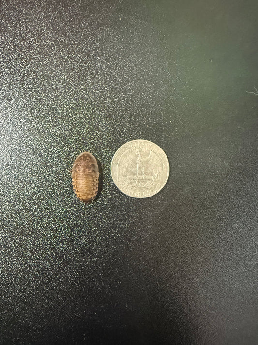 Medium Dubia Roaches
