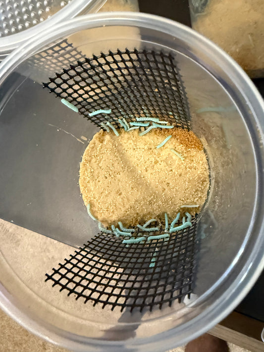 Hornworms
