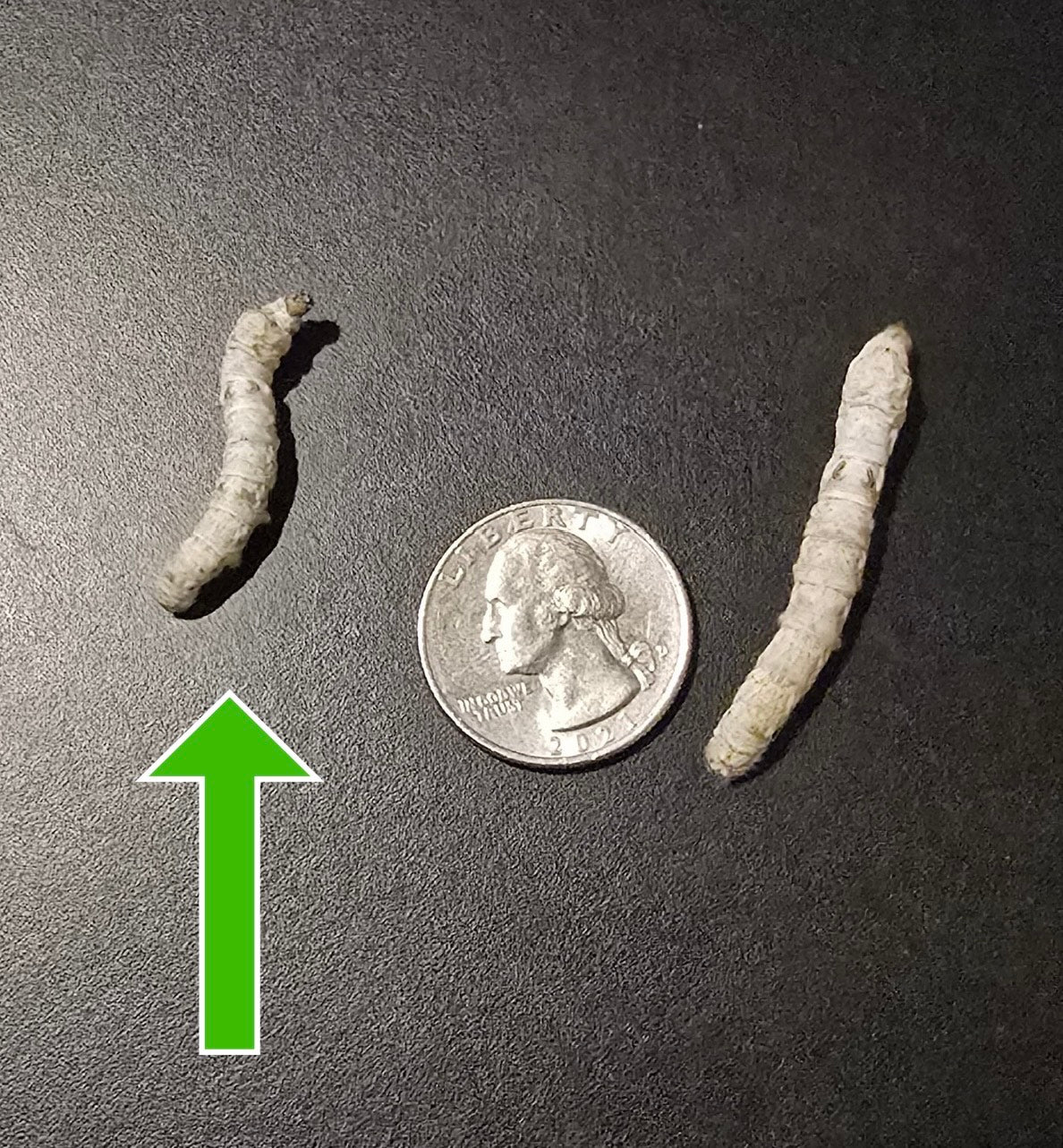 Small Silkworms