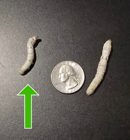 Small Silkworms