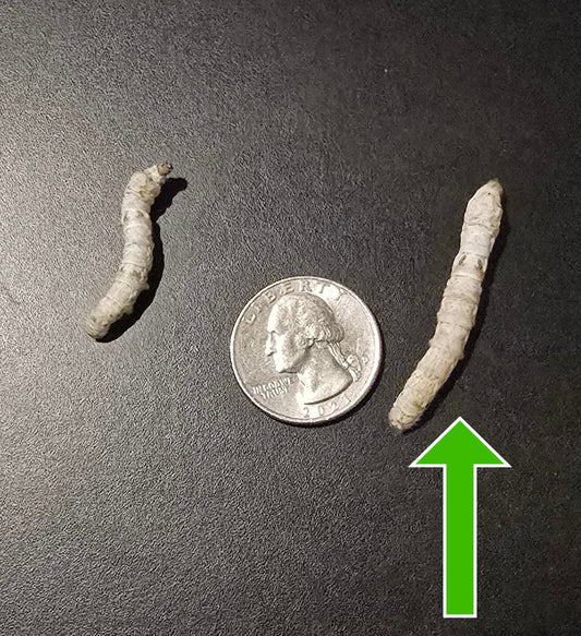 Medium Silkworms